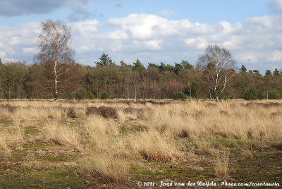 Wet Heath