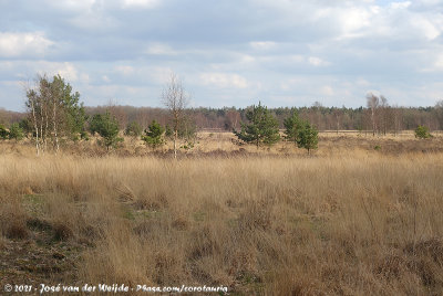 Wet Heath