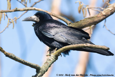 RookCorvus frugilegus frugilegus