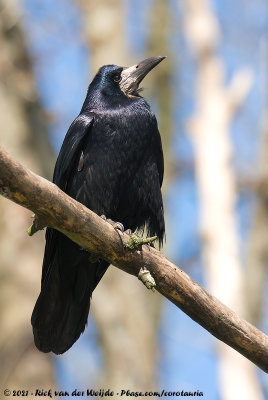 RookCorvus frugilegus frugilegus