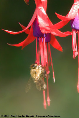 Honey BeeApis mellifera ssp.
