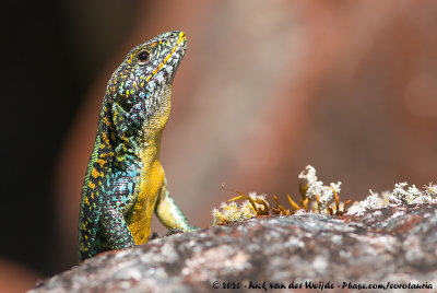 Reptiles and Amphibians of Chile