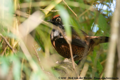 Black-Throated Huet-Huet  (Zwartkeelturco)