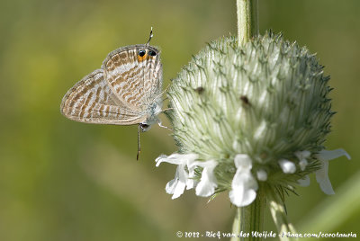 Long-Tailed BlueLampides boeticus