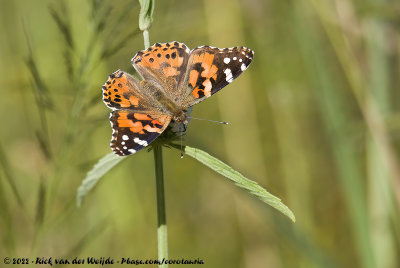 Painted LadyVanessa cardui