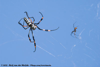 Banded-Legged Golden OrbweaverTrichonephila senegalensis annulata