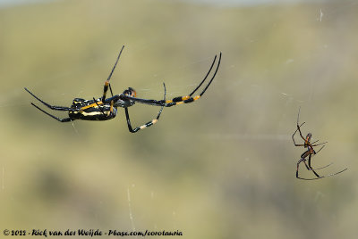 Banded-Legged Golden OrbweaverTrichonephila senegalensis annulata