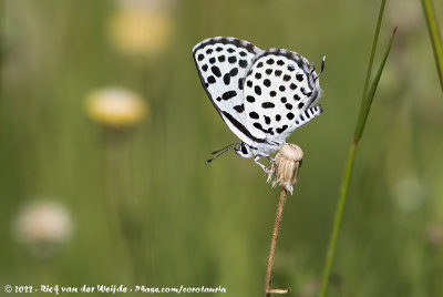 Dotted BlueTarucus sybaris linaeris