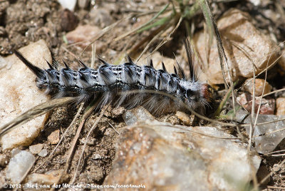 Eupterotidae indet.