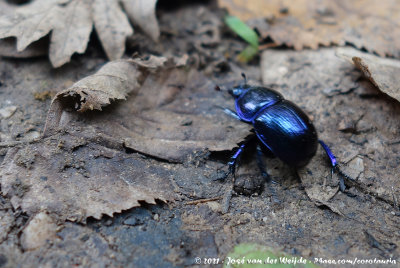 Dor BeetleGeotrupes stercorosus