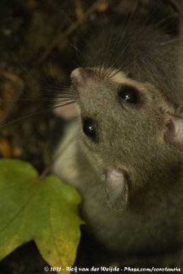 Edible DormouseGlis glis