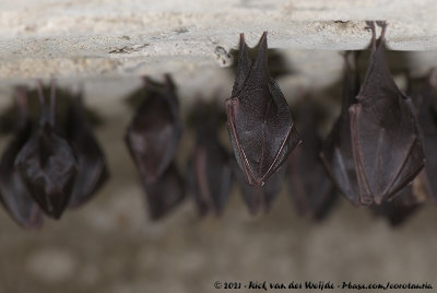 Lesser Horseshoe BatRhinolophus hipposideros hipposideros