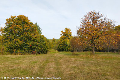 Autumn colours