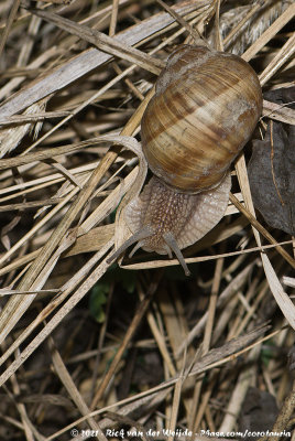 Edible SnailHelix pomatia