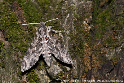 Convolvulus Hawk MothAgrius convolvuli convolvuli