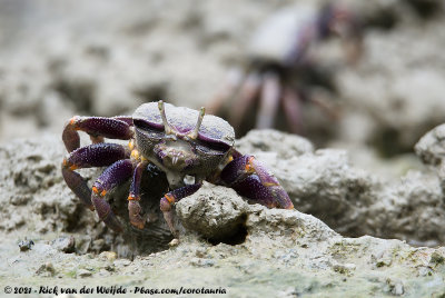 West African Fiddler Crab  (West-Afrikaanse Wenkkrab)