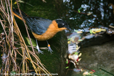 Snowy-Crowned Robin-ChatCossypha niveicapilla ssp.