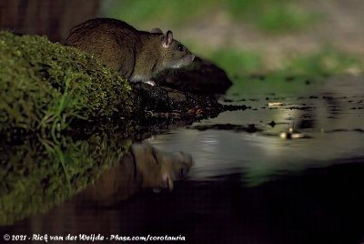 Brown RatRattus norvegicus