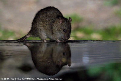 Brown RatRattus norvegicus