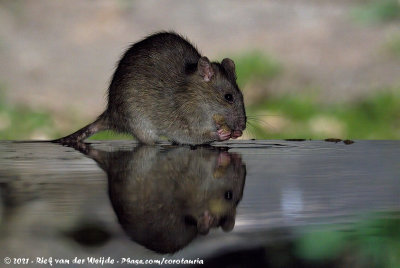 Brown RatRattus norvegicus