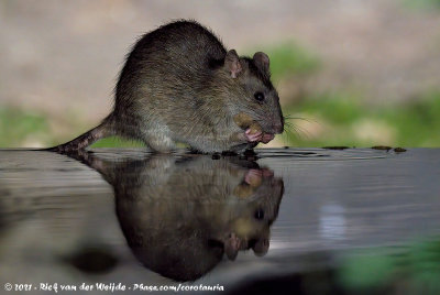 Brown RatRattus norvegicus