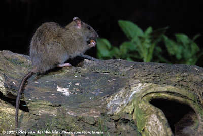 Brown RatRattus norvegicus