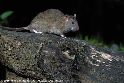 Brown Rat  (Bruine Rat)