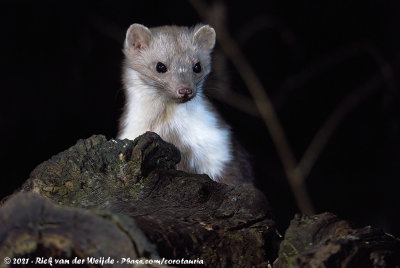 Stone MartenMartes foina