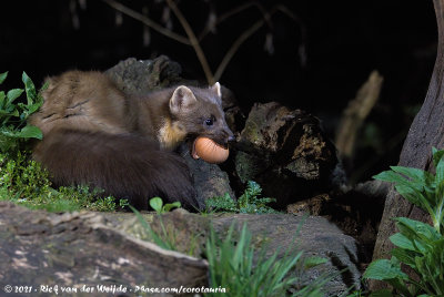 European Pine MartenMartes martes