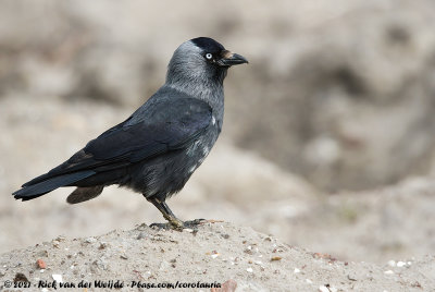 Western JackdawColoeus monedula spermologus