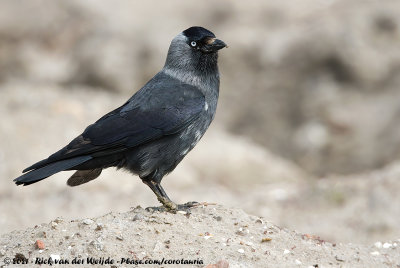 Western JackdawColoeus monedula spermologus