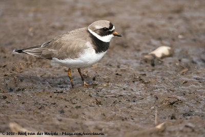 Common Ringed PloverCharadrius hiaticula ssp.