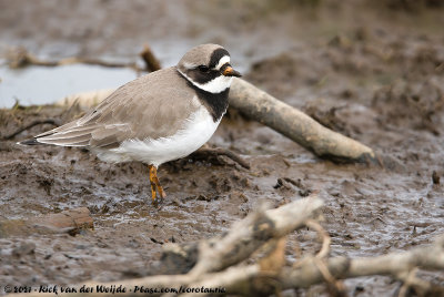 Common Ringed PloverCharadrius hiaticula ssp.