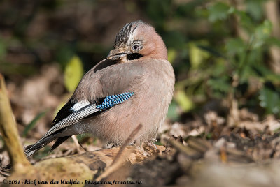 Eurasian JayGarrulus glandarius glandarius