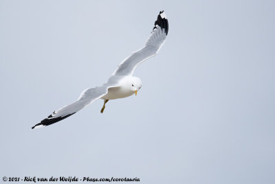 Common GullLarus canus canus