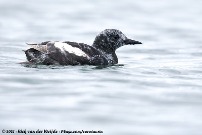 Black GuillemotCepphus grylle arcticus