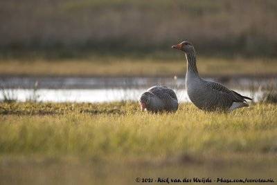 Greylag GooseAnser anser anser