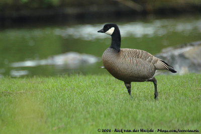 Cackling GooseBranta hutchinsii minima