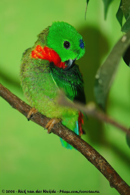 Blue-Crowned Hanging ParrotLoriculus galgulus