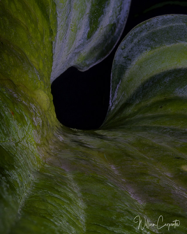 Inside a Hosta Leaf