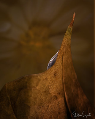 Leaf and Water Drop