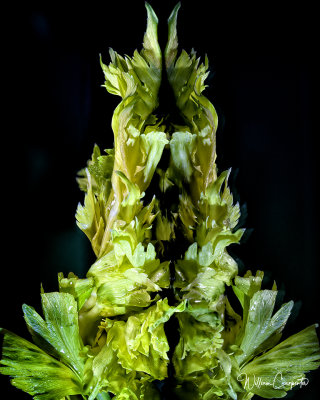 Celery Leaves Abstract