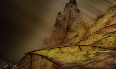 Backlit Leaf