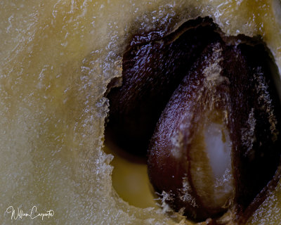 3 X Magnification of Apple Seeds