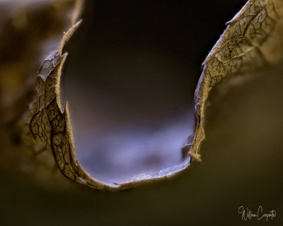 A 3 X Magnification of the Fold in a Leaf