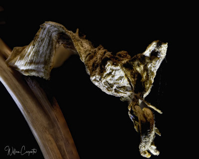 Hosta Remnants 2 X Magnification 32 Image Stack rendered in HeliconFocus