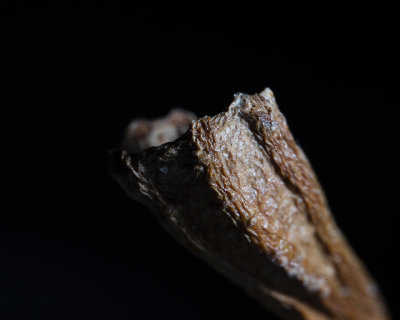 A 2 X Magnification of the end of a leaf stem