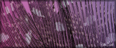Feather Detail