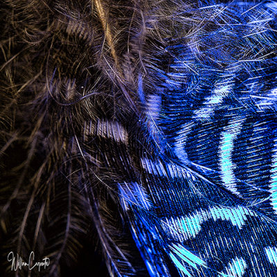 Feather Detail