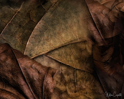 Leaf Detail 62 images stacked and rendered in HeliconFocus